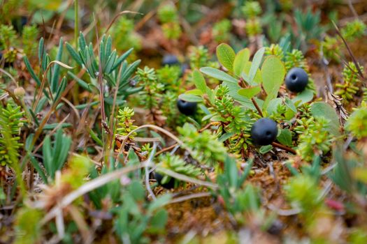 Black crowberry, Empetrum nigrum, on White sea bay, Russia