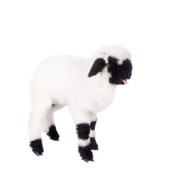 Funny Valais lamb Isolated On White background