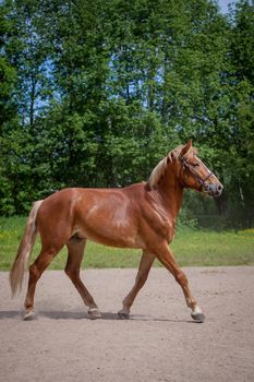 Red horse running to the green, sunny, summer meadow