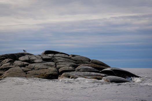 Summer landscape. Brown laminaria on White sea bay, Russia