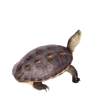 The Chinese stripe-necked turtle, Ocadia sinensis, or golden thread turtle isolated on white background