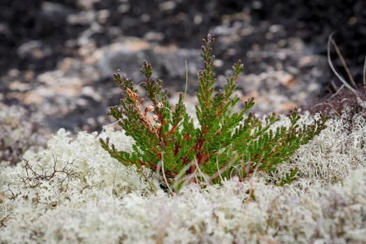 Forest white moss or reindeer moss on rocks on White sea