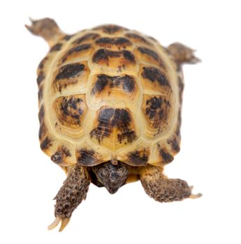 Russian or Central Asian tortoise, Agrionemys horsfieldii, female, isolated on white