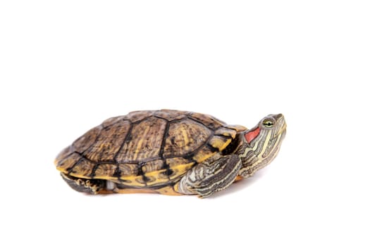 Freshwater red-eared turtle. Trachemys scripta. Pond slider isolated on white