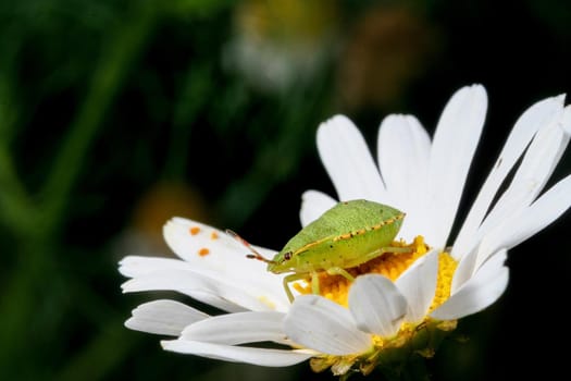 Green shield bug larvae, Palomena prasina, on a chamomile