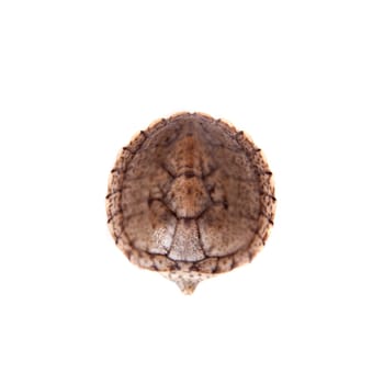 The African keeled mud turtle, Pelusios carinatus, isolated on white background