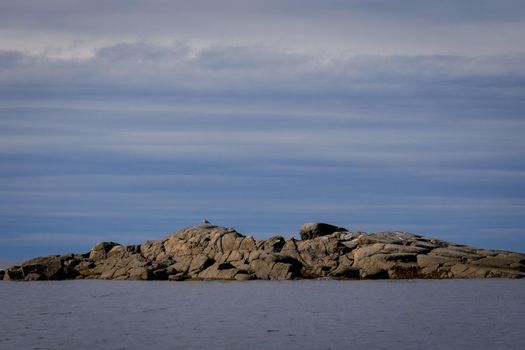 Summer landscape. Brown laminaria on White sea bay, Russia