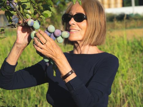 elegant lady picking plums and peaches in a farm during summer
