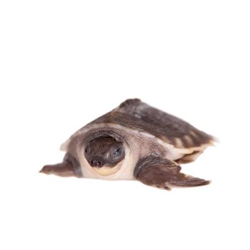 The pig-nosed turtle, Carettochelys insculpta, isolated on white background