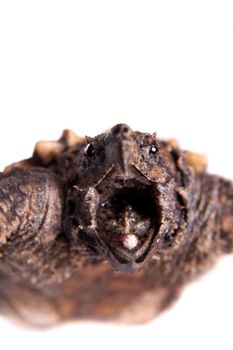 Alligator snapping turtle, Macrochelys temminckii, isolated on white