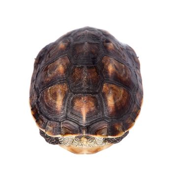 The Chinese stripe-necked turtle, Ocadia sinensis, or golden thread turtle isolated on white background