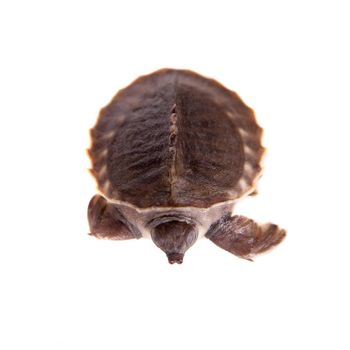 The pig-nosed turtle, Carettochelys insculpta, isolated on white background