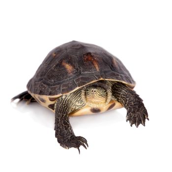 The Chinese stripe-necked turtle, Ocadia sinensis, or golden thread turtle isolated on white background