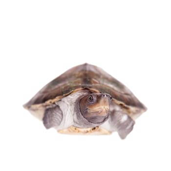 Painted river terrapin, Batagur borneoensis, isolated on white background.