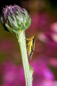 Yellow Leafhopper, Evacanthus interruptus on a bagrock