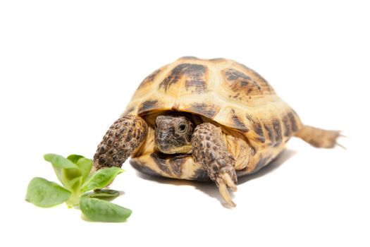 Russian or Central Asian tortoise, Agrionemys horsfieldii, female, isolated on white