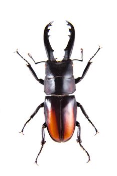 Stag beetle in museum isolated on the white background