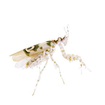 Pseudocreobotra wahlbergii, or common names Spiny flower mantis isolates on white background