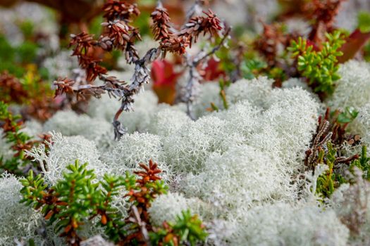 Forest white moss or reindeer moss on rocks on White sea