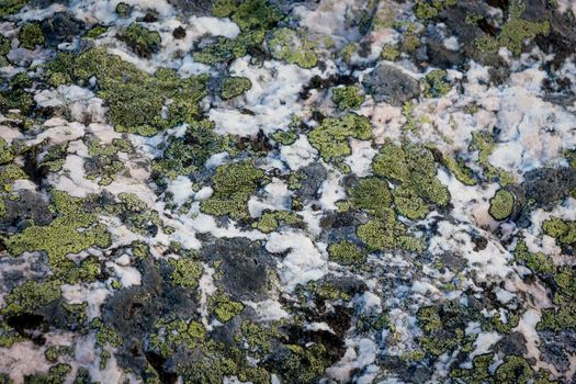 Moss texture on rocks, the natural landscape of White sea, Russia