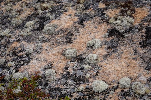 Forest white moss or reindeer moss on rocks on White sea