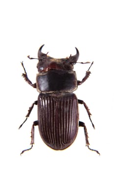 Stag beetle in museum isolated on the white background