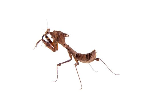 Giant Dead Leaf Mantis, Deroplatys desiccata isolated on white background