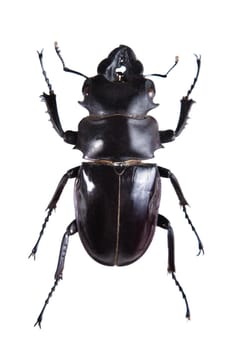 Black stag beetle in museum isolated on the white background