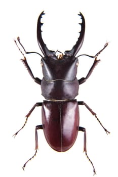 Stag beetle in museum isolated on the white background