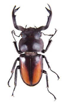 Stag beetle in museum isolated on the white background