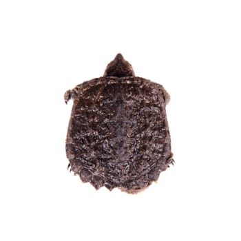 Common Snapping Turtle hatchling, Chelydra serpentina, on white background