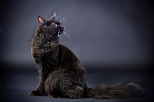 Black Maine Coon cat in studio on black background