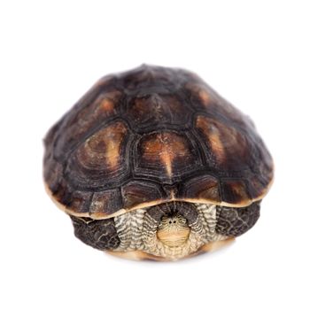 The Chinese stripe-necked turtle, Ocadia sinensis, or golden thread turtle isolated on white background