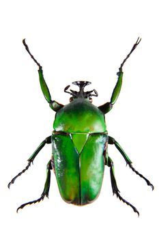 Green beetle in museum isolated on the white background