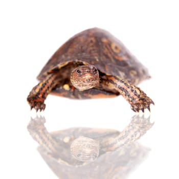 The Painted wood turtle, Rhinoclemmys pulcherrima manni, isolated on white background