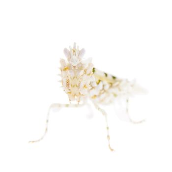 Pseudocreobotra wahlbergii, or common names Spiny flower mantis isolates on white background
