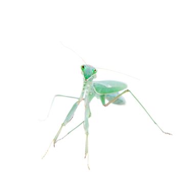 Sphodromantis viridis, or common names Giant african mantis isolates on white background