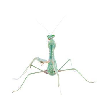 Sphodromantis viridis, or common names Giant african mantis isolates on white background