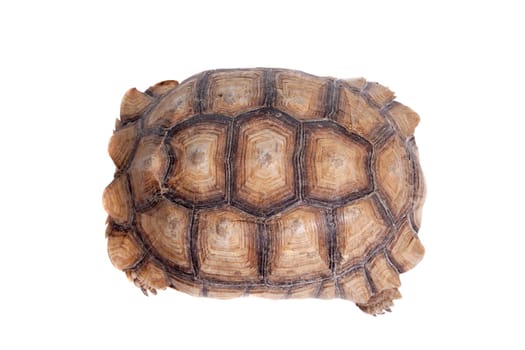 African Spurred Tortoise, Geochelone sulcata, on white background