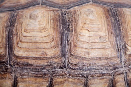 African Spurred Tortoise, Geochelone sulcata, on white background