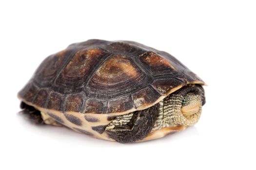 The Chinese stripe-necked turtle, Ocadia sinensis, or golden thread turtle isolated on white background