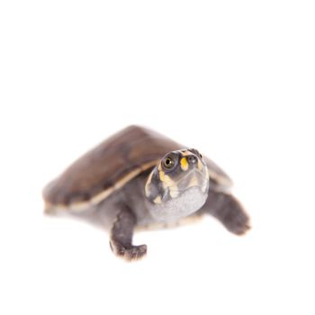 Yellow-spotted Amazon River Turtle, Podocnemis unifilis, isolated on white