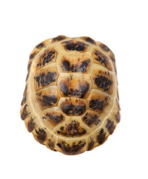 Russian or Central Asian tortoise, Agrionemys horsfieldii, female, isolated on white