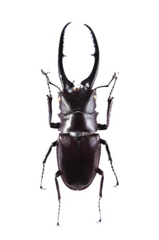 Stag beetle in museum isolated on the white background