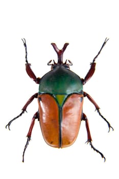 The beetle in museum isolated on the white background