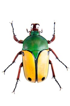 The beetle in museum isolated on the white background