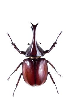 Rhinoceros beetle in museum isolated on the white background