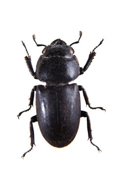 Rhinoceros beetle in museum isolated on the white background