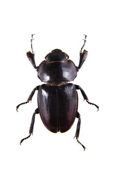 Rhinoceros beetle in museum isolated on the white background