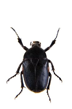 the beetle in museum isolated on the white background